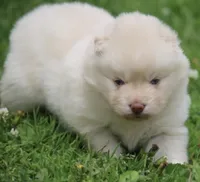 Cotton, a female Pomsky for sale in Lancaster, OH – 3 of 3
