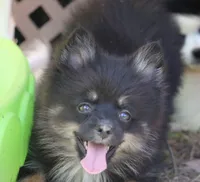 Harper, a female Pomsky for sale in Lancaster, OH – 3 of 5