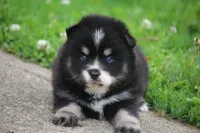 Deana, a female Pomsky for sale in Lancaster, OH – 3 of 6