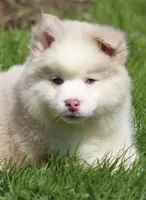 Max, a male Pomsky for sale in Lancaster, OH – 9 of 10