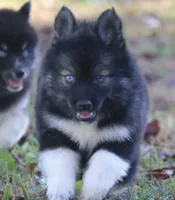 Spice, a female Pomsky for sale in Lancaster, OH – 2 of 7