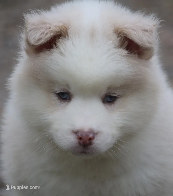 Max – Pomsky puppy for sale in Lancaster, OH