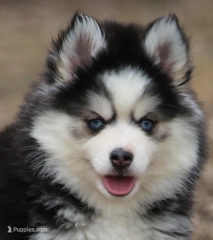Pebbles – Pomsky puppy for sale in Lancaster, OH