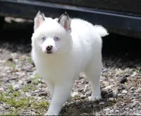 Prince , a male Pomsky for sale in Lancaster, OH – 2 of 10