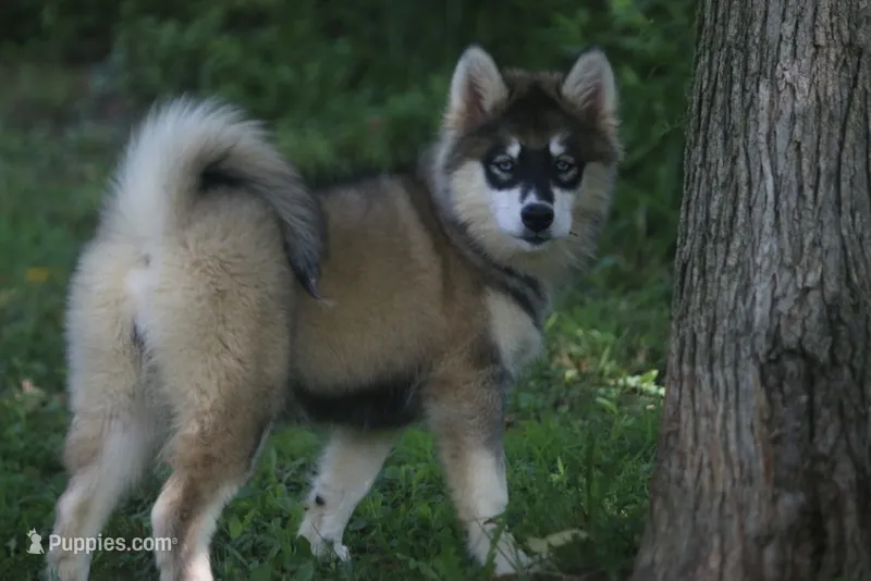 Daisy – Pomsky puppy for sale in Lancaster, OH