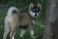 Daisy, a female Pomsky for sale in Lancaster, OH – 1 of 7