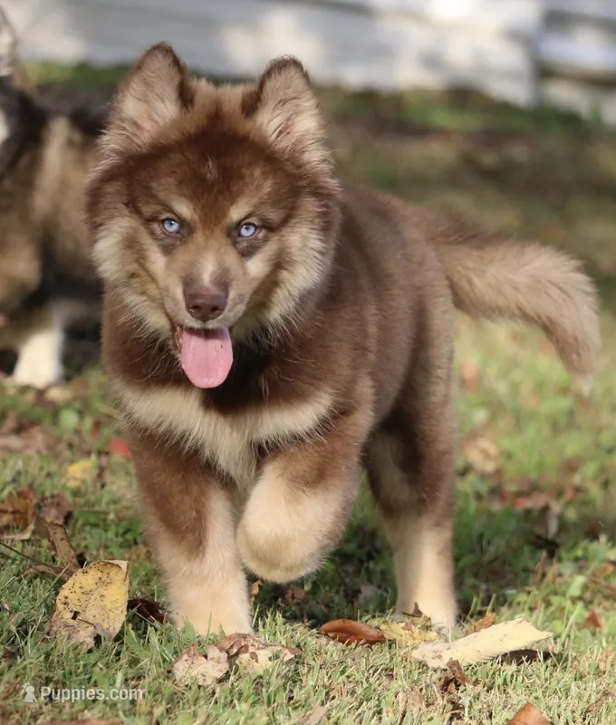 Kipper – Pomsky puppy for sale in Lancaster, OH