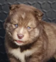 Kipper, a male Pomsky for sale in Lancaster, OH – 6 of 8