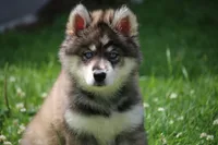 Dude, a male Pomsky for sale in Lancaster, OH – 2 of 5