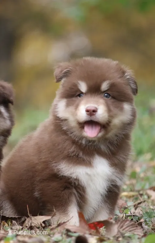 Hugo – Pomsky puppy for sale in Lancaster, OH