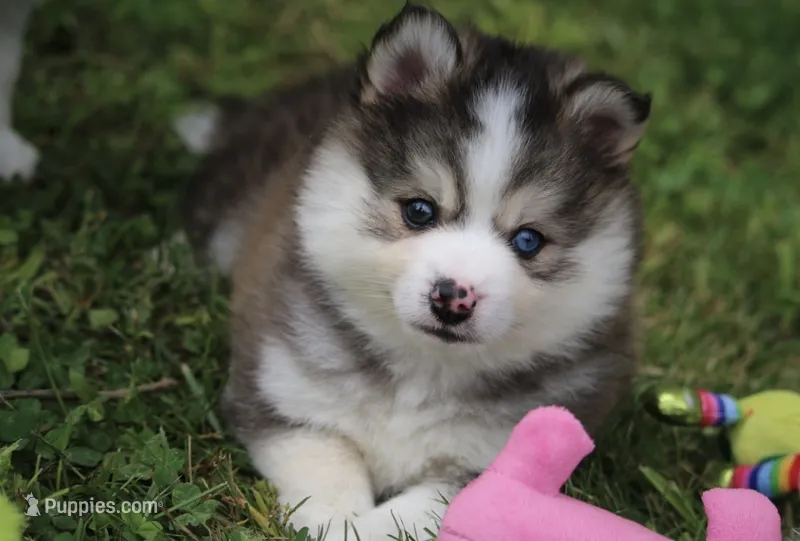 Paddington  – Pomsky puppy for sale in Lancaster, OH