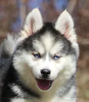 Ethan, a male Pomsky for sale in Lancaster, OH – Photo 1 of 5