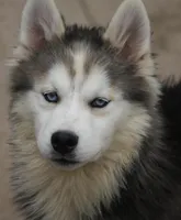Ethan, a male Pomsky for sale in Lancaster, OH – 3 of 9