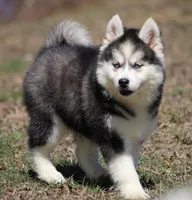 Ethan, a male Pomsky for sale in Lancaster, OH – Photo 4 of 5