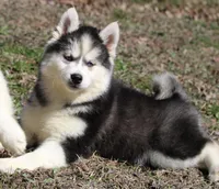Ethan, a male Pomsky for sale in Lancaster, OH – Photo 3 of 5