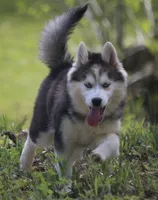 Ethan, a male Pomsky for sale in Lancaster, OH – 4 of 9