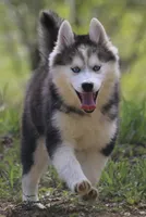 Ethan, a male Pomsky for sale in Lancaster, OH – 8 of 9