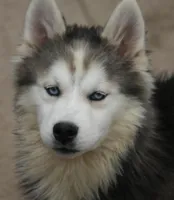 Ethan, a male Pomsky for sale in Lancaster, OH – 6 of 9