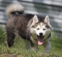 Ethan, a male Pomsky for sale in Lancaster, OH – 9 of 9