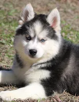 Ethan, a male Pomsky for sale in Lancaster, OH – Photo 5 of 5