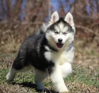 Ethan, a male Pomsky for sale in Lancaster, OH – Photo 2 of 5