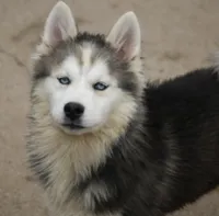 Ethan, a male Pomsky for sale in Lancaster, OH – 5 of 9