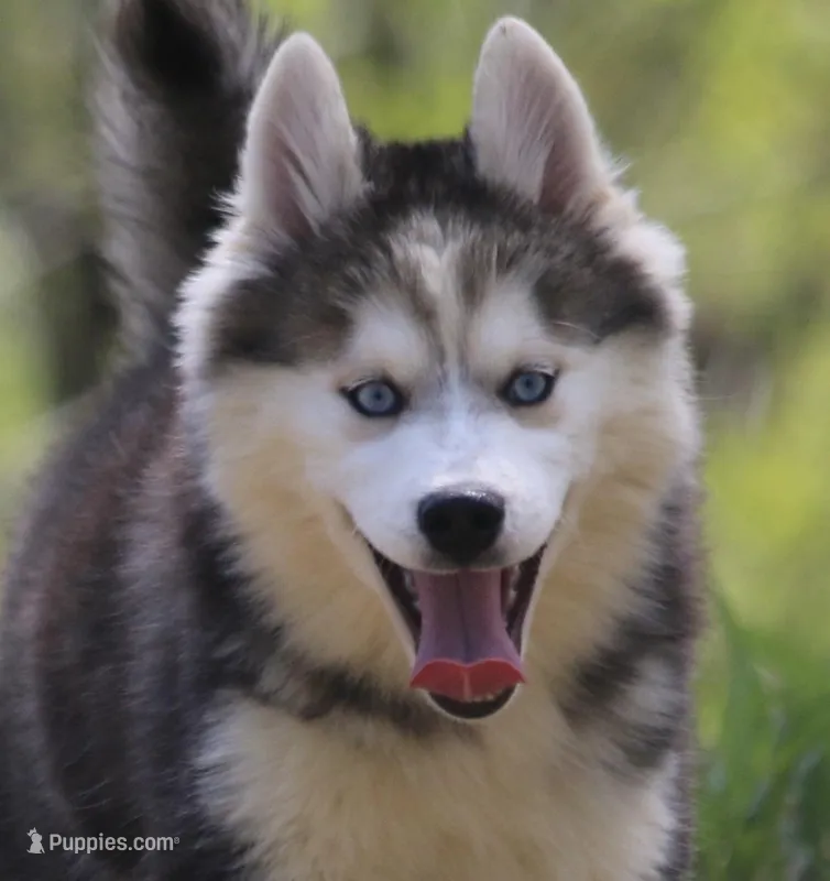Ethan – Pomsky puppy for sale in Lancaster, OH