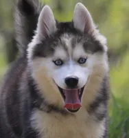 Ethan, a male Pomsky for sale in Lancaster, OH – 7 of 9