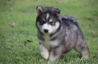 Alpha, a male Pomsky for sale in Lancaster, OH – 3 of 6