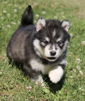 Dakota , a male Pomsky for sale in Lancaster, OH – 4 of 7