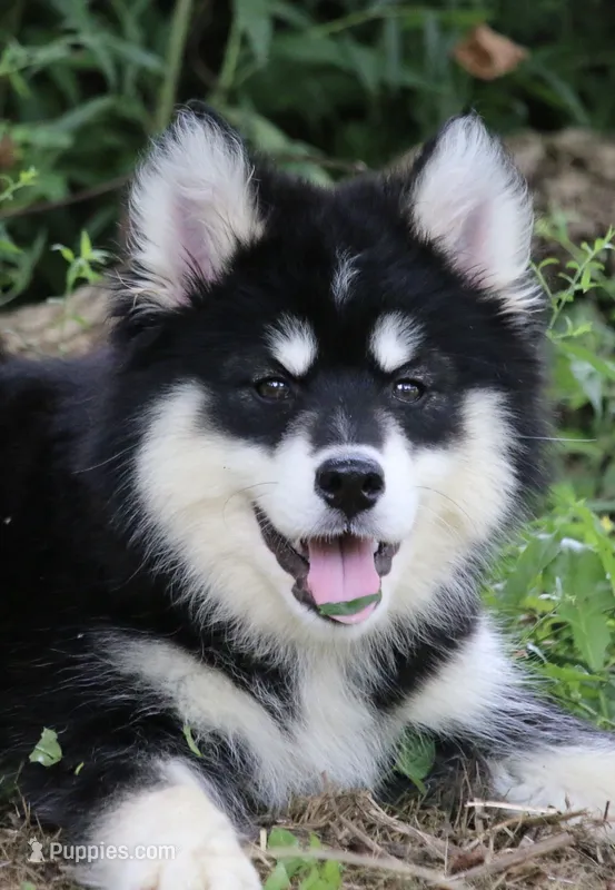 Dash  – Pomsky puppy for sale in Lancaster, OH