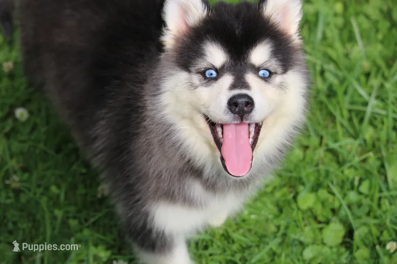 Destinee, a female Pomsky for sale in Lancaster, OH – 1 of 6