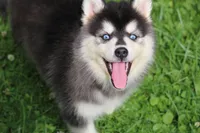 Destinee, a female Pomsky for sale in Lancaster, OH – 1 of 6