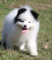 Sparky, a male Pomsky for sale in Lancaster, OH – Photo 6 of 7