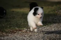 Sparky, a male Pomsky for sale in Lancaster, OH – Photo 4 of 5