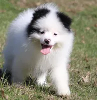 Sparky, a male Pomsky for sale in Lancaster, OH – Photo 4 of 7