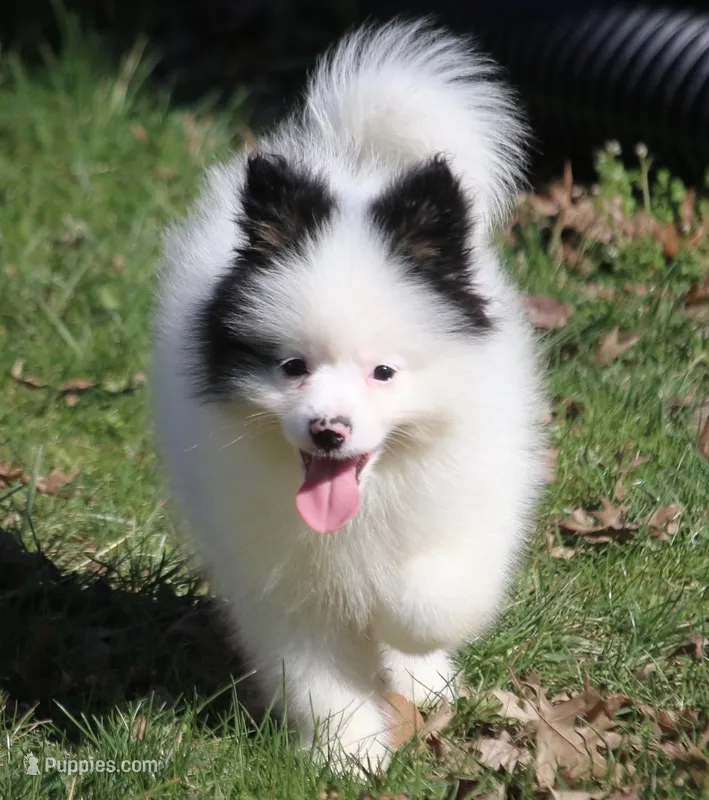 Sparky – Pomsky puppy for sale in Lancaster, OH