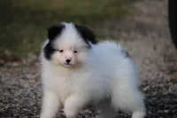 Sparky, a male Pomsky for sale in Lancaster, OH – Photo 3 of 5