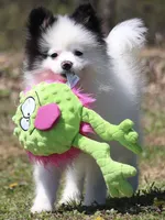 Sparky, a male Pomsky for sale in Lancaster, OH – Photo 2 of 7