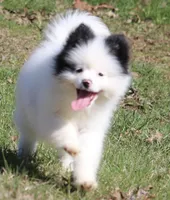 Sparky, a male Pomsky for sale in Lancaster, OH – Photo 5 of 7