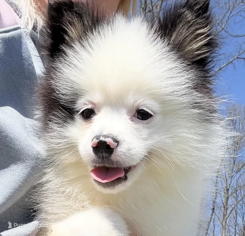 Sparky – Pomsky puppy for sale in Lancaster, OH
