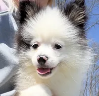 Sparky, a male Pomsky for sale in Lancaster, OH – Photo 1 of 7