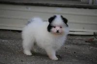 Sparky, a male Pomsky for sale in Lancaster, OH – Photo 5 of 5