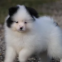 Sparky, a male Pomsky for sale in Lancaster, OH – Photo 7 of 7