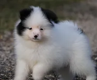 Sparky, a male Pomsky for sale in Lancaster, OH – Photo 1 of 5