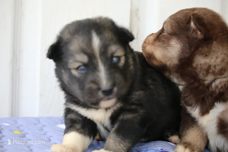Dutch – Pomsky puppy for sale in Lancaster, OH