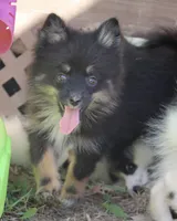 Harper, a female Pomsky for sale in Lancaster, OH – 4 of 5