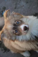Brown, a male Pomsky for sale in Lancaster, OH – 2 of 10