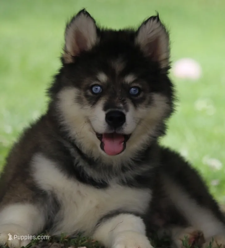 Dude – Pomsky puppy for sale in Lancaster, OH