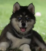 Dude, a male Pomsky for sale in Lancaster, OH – 1 of 5
